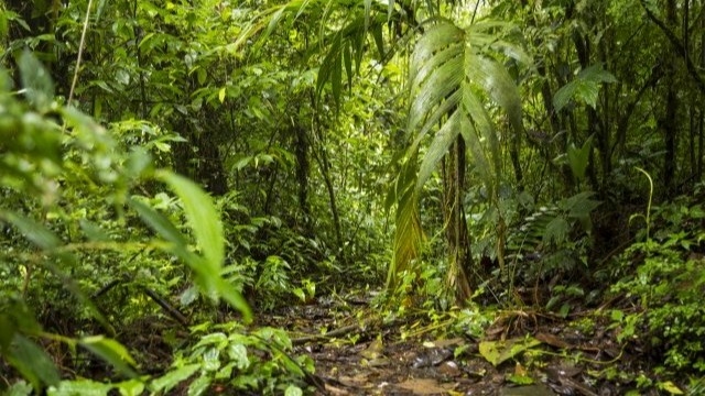 Braziliyada ikki asr davomida yo‘q bo‘lib ketgan daraxt topildi