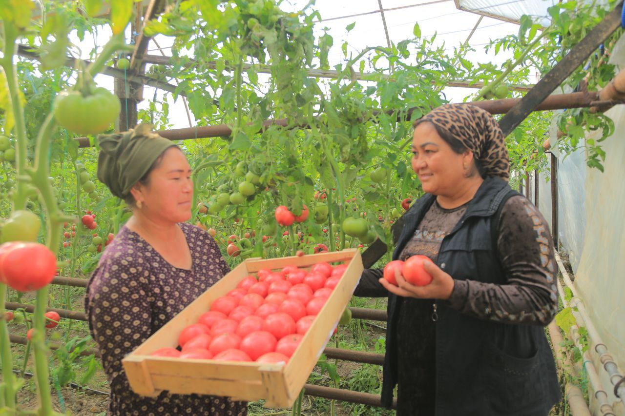 Tomorqadan samarali foydalanish ro‘zg‘orga baraka kiritadi