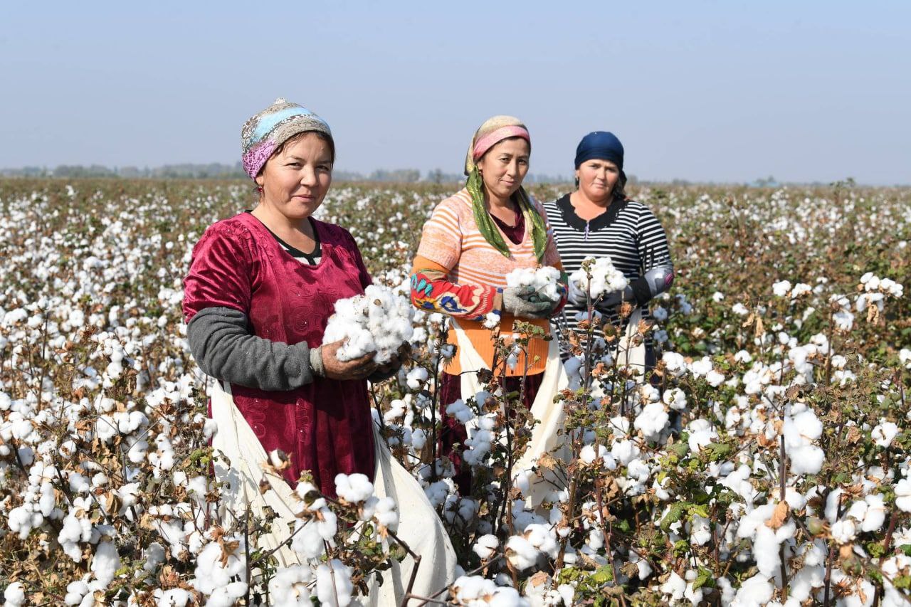 G‘alaba muborak, Norinlik lafzi halol Paxtakorlar!